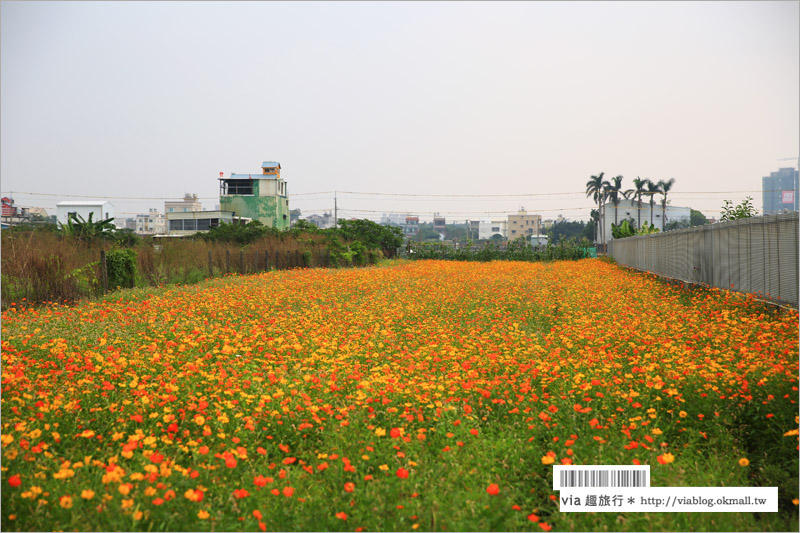 橋頭花海》高雄橋頭花海‧花田喜事～花樣橋頭！彩虹花田盛開中、出發旅行趣！