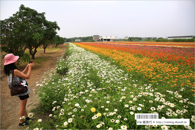 橋頭花海》高雄橋頭花海‧花田喜事～花樣橋頭！彩虹花田盛開中、出發旅行趣！