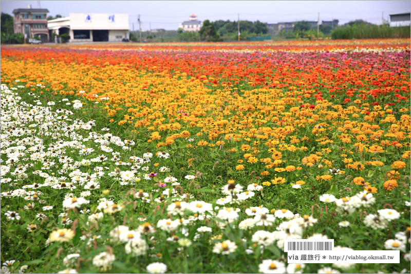 橋頭花海》高雄橋頭花海‧花田喜事～花樣橋頭！彩虹花田盛開中、出發旅行趣！