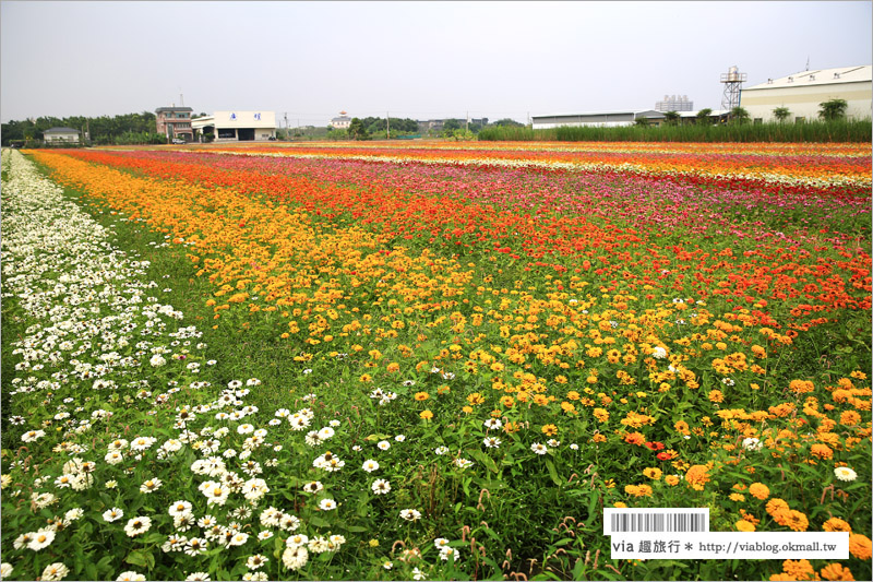 橋頭花海》高雄橋頭花海‧花田喜事～花樣橋頭！彩虹花田盛開中、出發旅行趣！