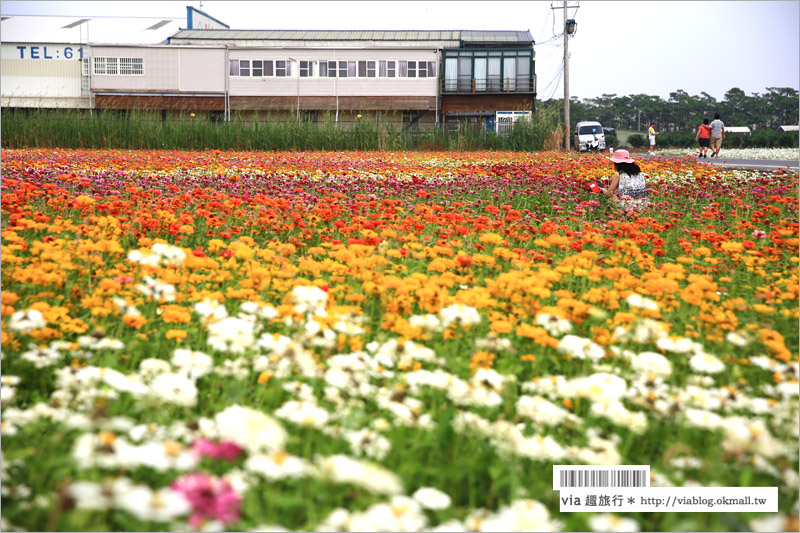 橋頭花海》高雄橋頭花海‧花田喜事～花樣橋頭！彩虹花田盛開中、出發旅行趣！