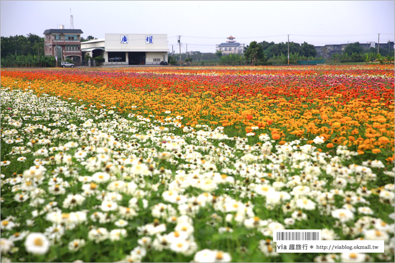 橋頭花海》高雄橋頭花海‧花田喜事～花樣橋頭！彩虹花田盛開中、出發旅行趣！