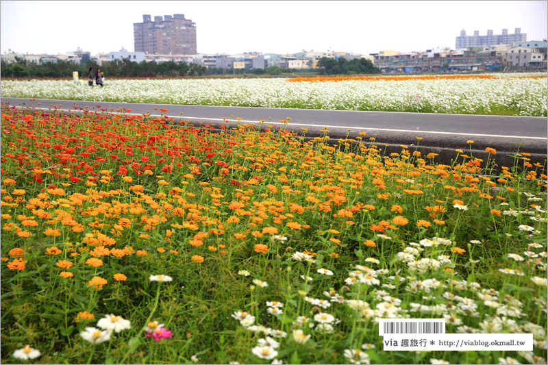 橋頭花海》高雄橋頭花海‧花田喜事～花樣橋頭！彩虹花田盛開中、出發旅行趣！