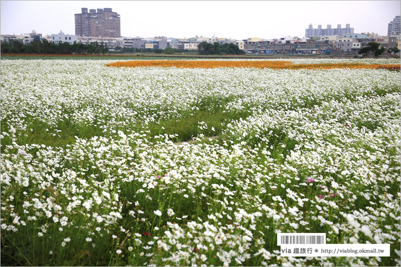 橋頭花海》高雄橋頭花海‧花田喜事～花樣橋頭！彩虹花田盛開中、出發旅行趣！