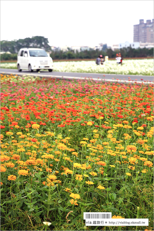 橋頭花海》高雄橋頭花海‧花田喜事～花樣橋頭！彩虹花田盛開中、出發旅行趣！