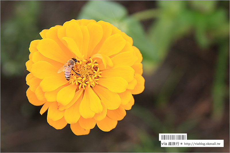 橋頭花海》高雄橋頭花海‧花田喜事～花樣橋頭！彩虹花田盛開中、出發旅行趣！