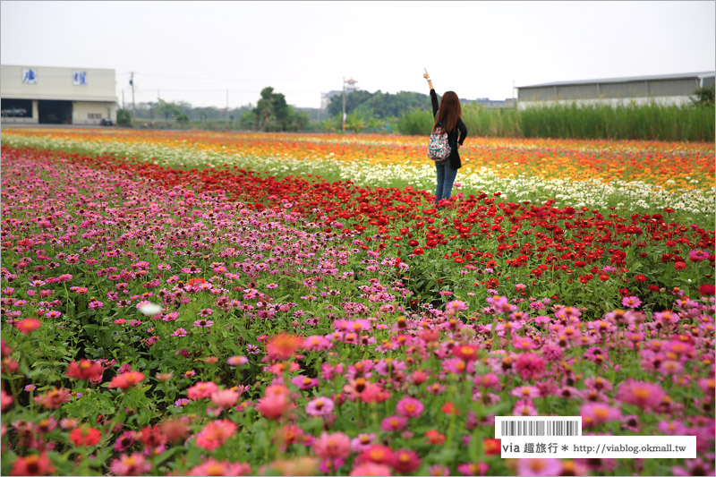 橋頭花海》高雄橋頭花海‧花田喜事～花樣橋頭！彩虹花田盛開中、出發旅行趣！