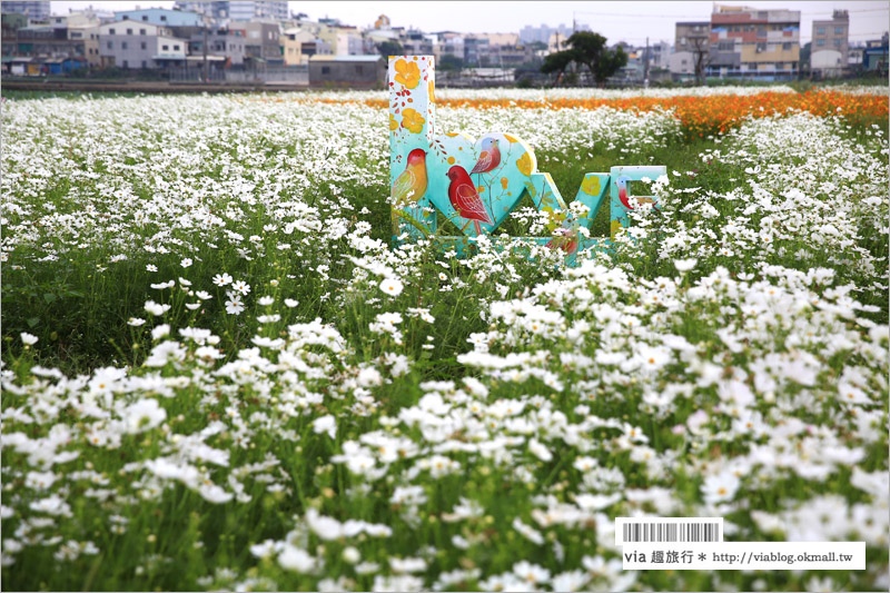 橋頭花海》高雄橋頭花海‧花田喜事～花樣橋頭！彩虹花田盛開中、出發旅行趣！