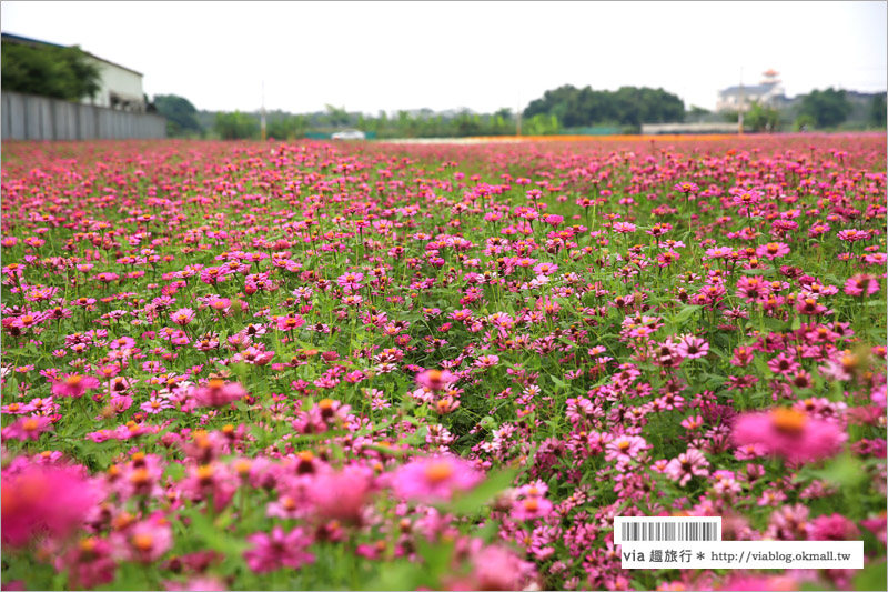 橋頭花海》高雄橋頭花海‧花田喜事～花樣橋頭！彩虹花田盛開中、出發旅行趣！