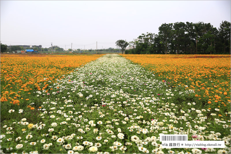 橋頭花海》高雄橋頭花海‧花田喜事～花樣橋頭！彩虹花田盛開中、出發旅行趣！