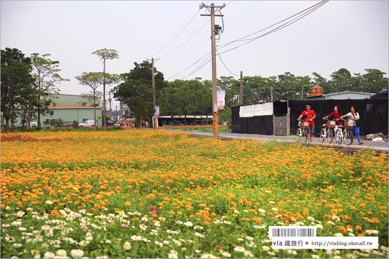 橋頭花海》高雄橋頭花海‧花田喜事～花樣橋頭！彩虹花田盛開中、出發旅行趣！