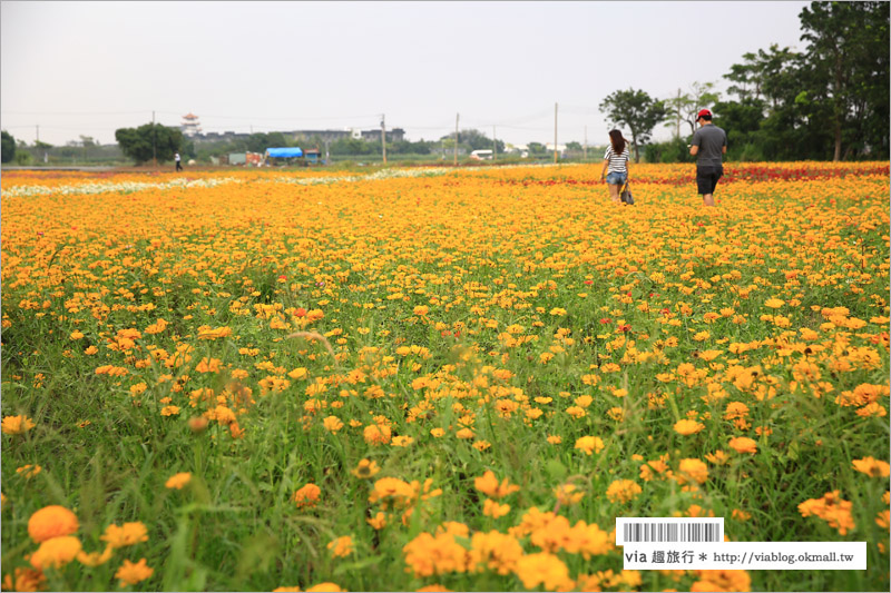 橋頭花海》高雄橋頭花海‧花田喜事～花樣橋頭！彩虹花田盛開中、出發旅行趣！