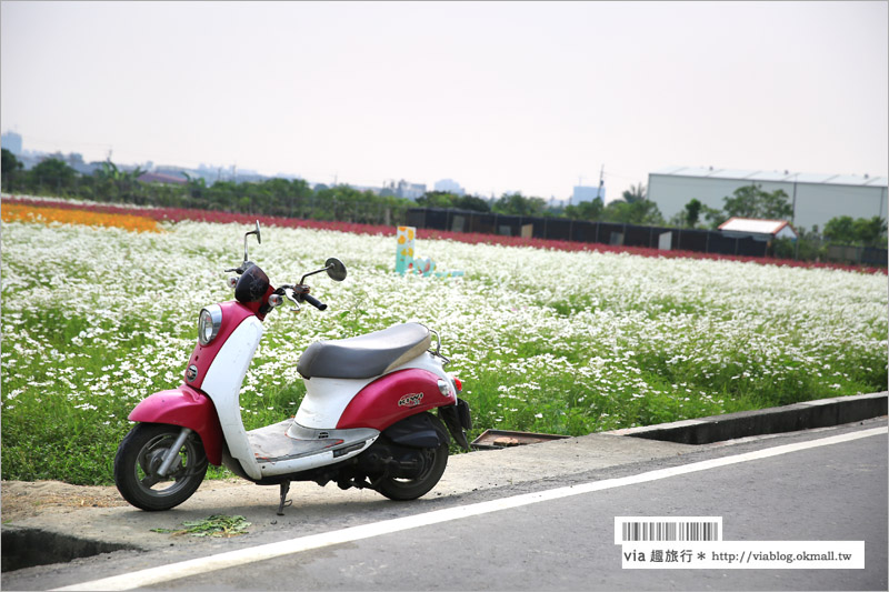 橋頭花海》高雄橋頭花海‧花田喜事～花樣橋頭！彩虹花田盛開中、出發旅行趣！