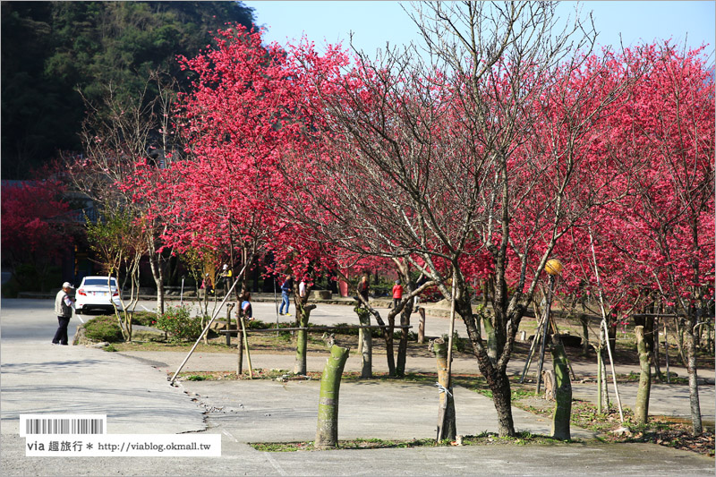 南投櫻花》埔里賞櫻趣！箱根溫泉會館～櫻花滿炸好浪漫‧埔霧公路一路春櫻漫漫