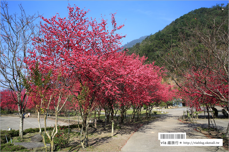 南投櫻花》埔里賞櫻趣！箱根溫泉會館～櫻花滿炸好浪漫‧埔霧公路一路春櫻漫漫