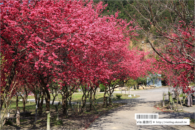 南投櫻花》埔里賞櫻趣！箱根溫泉會館～櫻花滿炸好浪漫‧埔霧公路一路春櫻漫漫