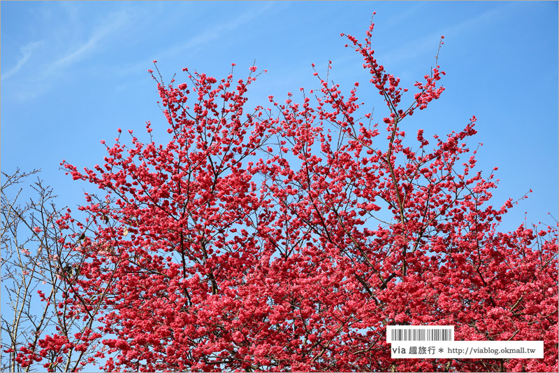 南投櫻花》埔里賞櫻趣！箱根溫泉會館～櫻花滿炸好浪漫‧埔霧公路一路春櫻漫漫