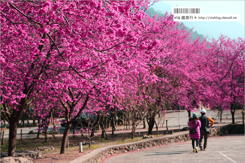 南投櫻花》埔里賞櫻趣！箱根溫泉會館～櫻花滿炸好浪漫‧埔霧公路一路春櫻漫漫