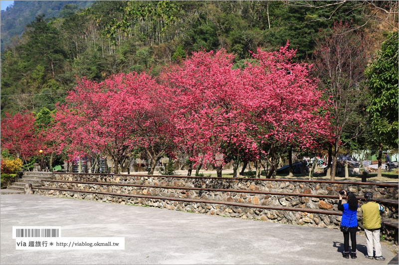 南投櫻花》埔里賞櫻趣！箱根溫泉會館～櫻花滿炸好浪漫‧埔霧公路一路春櫻漫漫