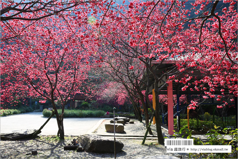 南投櫻花》埔里賞櫻趣！箱根溫泉會館～櫻花滿炸好浪漫‧埔霧公路一路春櫻漫漫