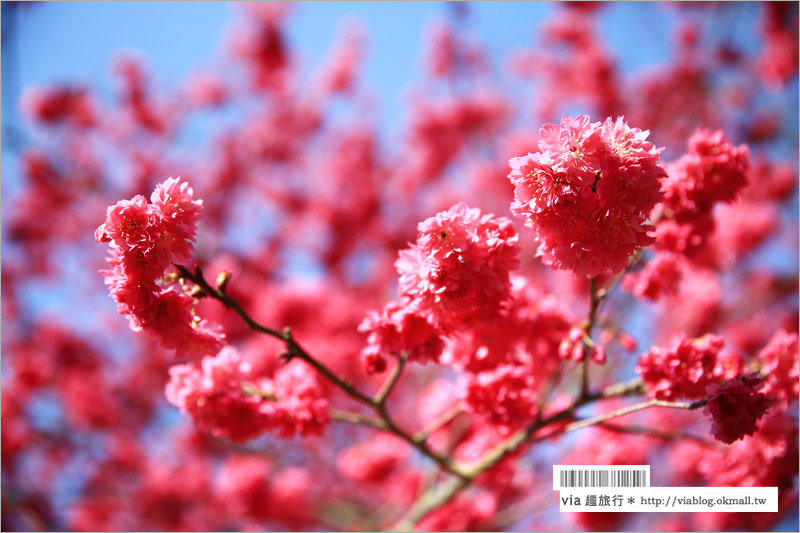 南投櫻花》埔里賞櫻趣！箱根溫泉會館～櫻花滿炸好浪漫‧埔霧公路一路春櫻漫漫