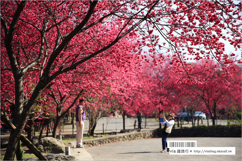 南投櫻花》埔里賞櫻趣！箱根溫泉會館～櫻花滿炸好浪漫‧埔霧公路一路春櫻漫漫