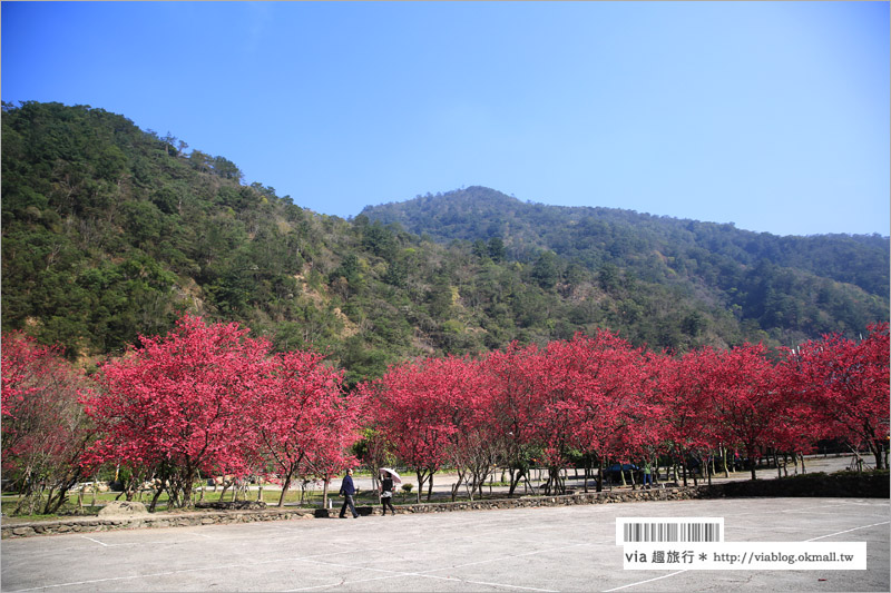 南投櫻花》埔里賞櫻趣！箱根溫泉會館～櫻花滿炸好浪漫‧埔霧公路一路春櫻漫漫