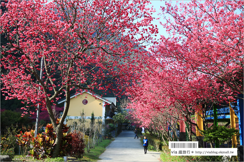 南投櫻花》埔里賞櫻趣！箱根溫泉會館～櫻花滿炸好浪漫‧埔霧公路一路春櫻漫漫