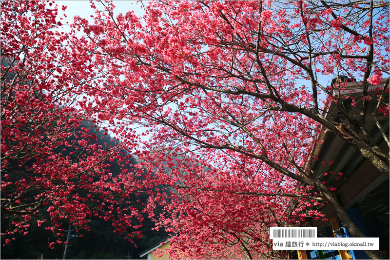 南投櫻花》埔里賞櫻趣！箱根溫泉會館～櫻花滿炸好浪漫‧埔霧公路一路春櫻漫漫