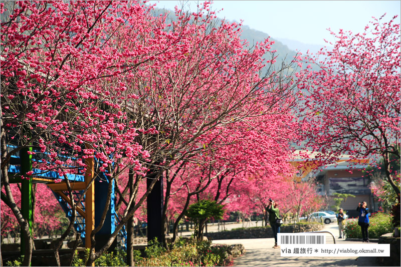 南投櫻花》埔里賞櫻趣！箱根溫泉會館～櫻花滿炸好浪漫‧埔霧公路一路春櫻漫漫