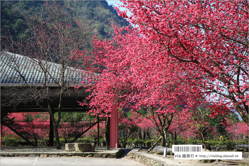 南投櫻花》埔里賞櫻趣！箱根溫泉會館～櫻花滿炸好浪漫‧埔霧公路一路春櫻漫漫