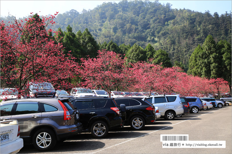 九族櫻花季》南投九族文化村～一期一會！季節限定的粉紅色樂園報到！