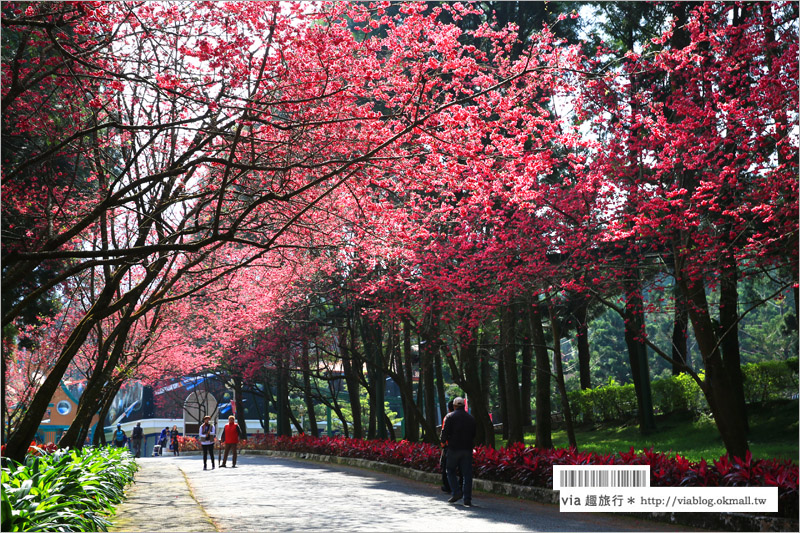 九族櫻花季》南投九族文化村～一期一會！季節限定的粉紅色樂園報到！