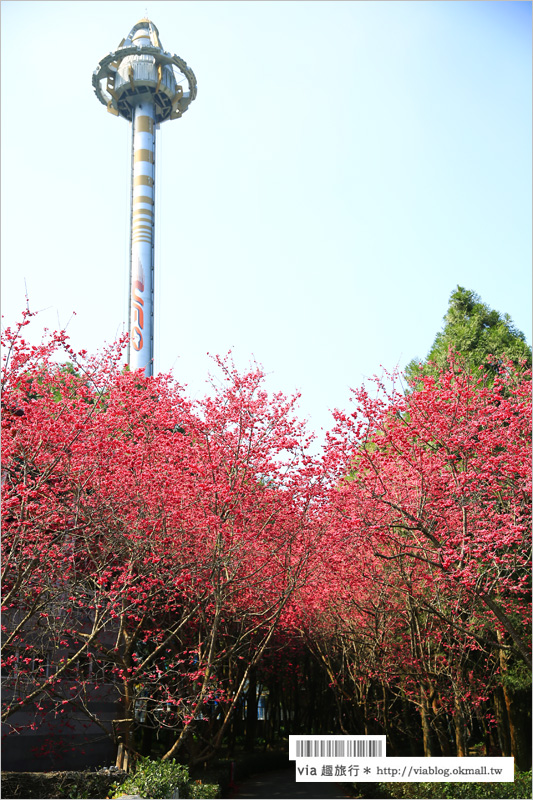 九族櫻花季》南投九族文化村～一期一會！季節限定的粉紅色樂園報到！