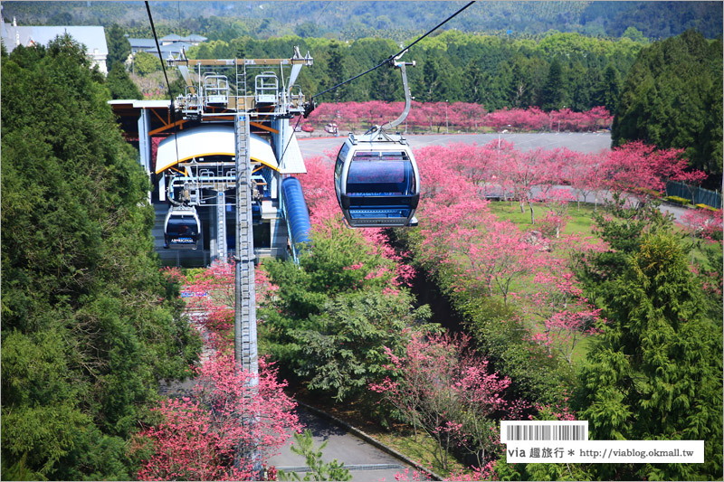 九族櫻花季》南投九族文化村～一期一會！季節限定的粉紅色樂園報到！