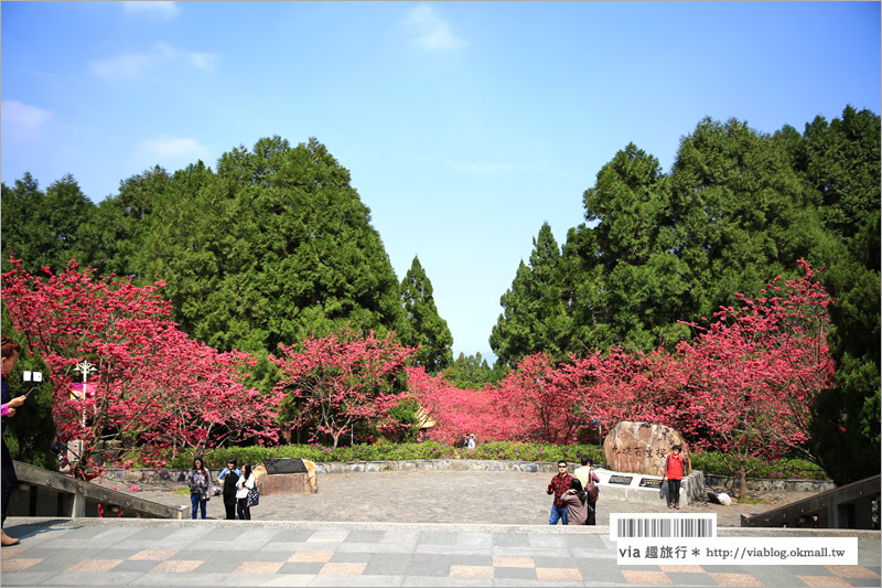 九族櫻花季》南投九族文化村～一期一會！季節限定的粉紅色樂園報到！