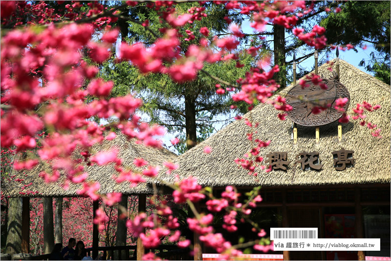 九族櫻花季》南投九族文化村～一期一會！季節限定的粉紅色樂園報到！