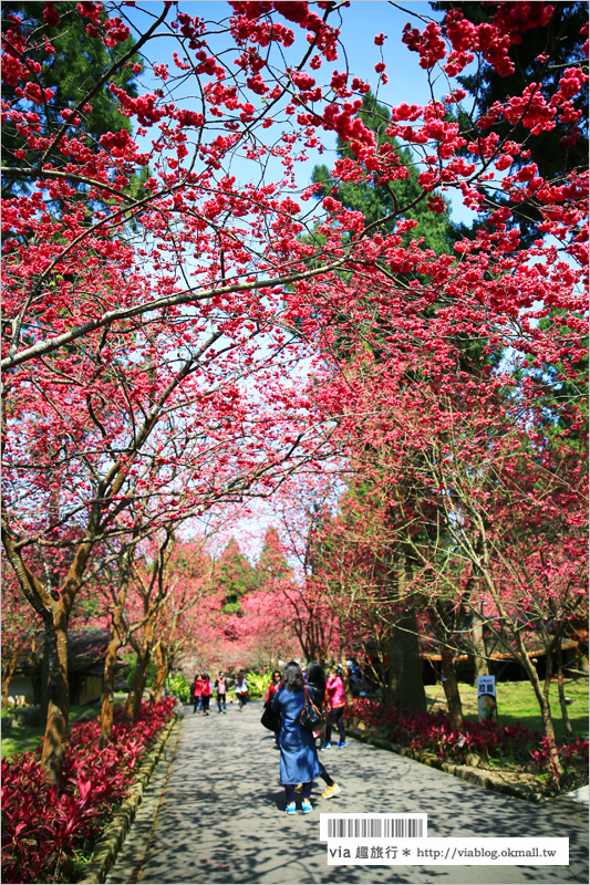 九族櫻花季》南投九族文化村～一期一會！季節限定的粉紅色樂園報到！