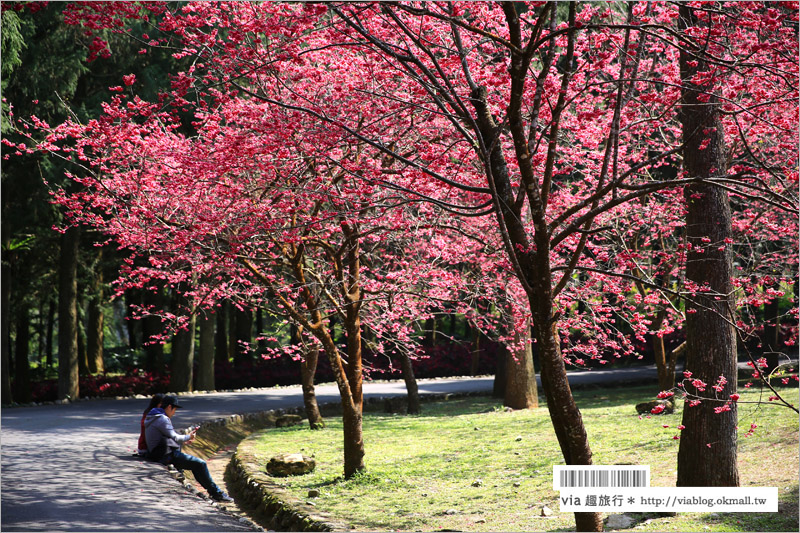 九族櫻花季》南投九族文化村～一期一會！季節限定的粉紅色樂園報到！