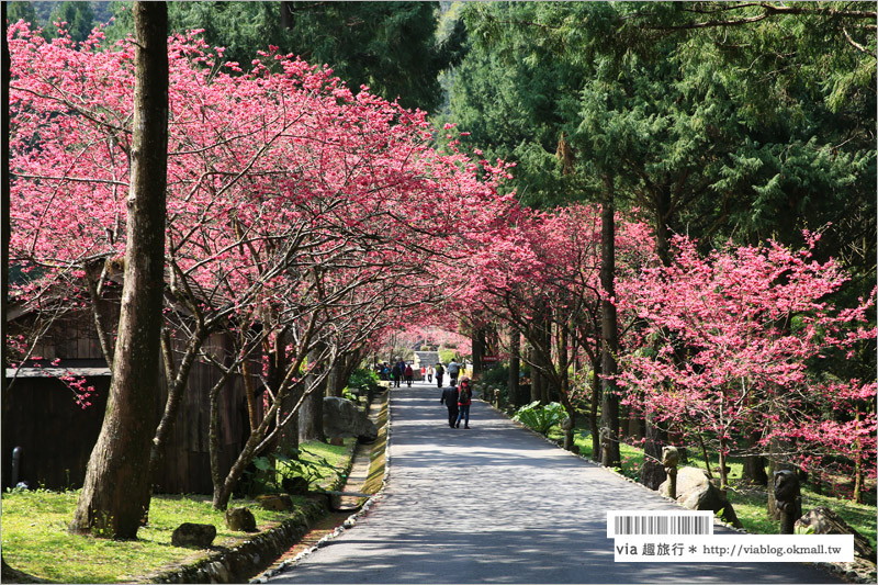 九族櫻花季》南投九族文化村～一期一會！季節限定的粉紅色樂園報到！