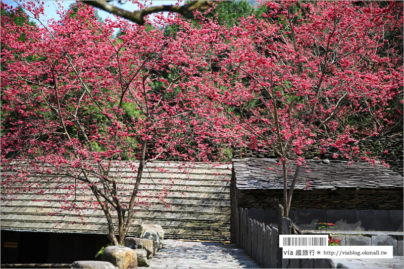 九族櫻花季》南投九族文化村～一期一會！季節限定的粉紅色樂園報到！