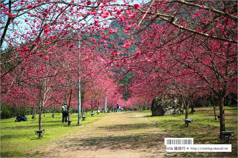 九族櫻花季》南投九族文化村～一期一會！季節限定的粉紅色樂園報到！