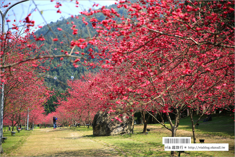 九族櫻花季》南投九族文化村～一期一會！季節限定的粉紅色樂園報到！