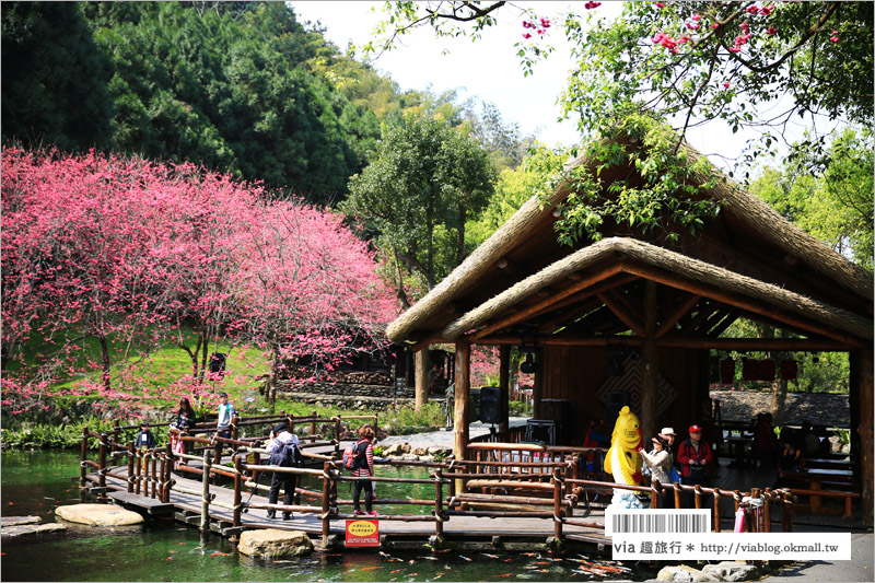 九族櫻花季》南投九族文化村～一期一會！季節限定的粉紅色樂園報到！