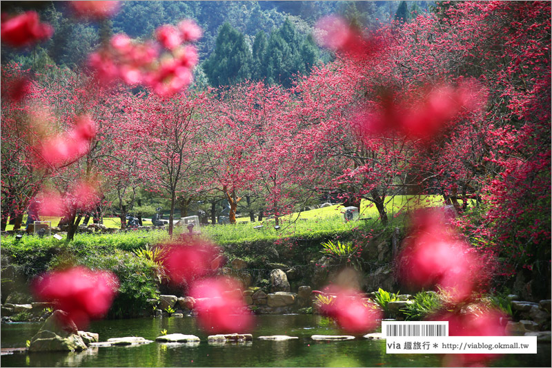 九族櫻花季》南投九族文化村～一期一會！季節限定的粉紅色樂園報到！