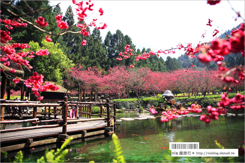 九族櫻花季》南投九族文化村～一期一會！季節限定的粉紅色樂園報到！