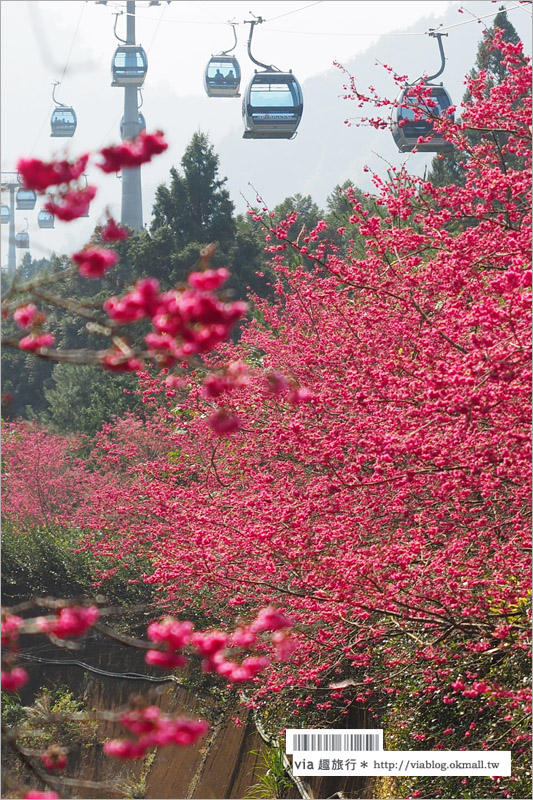 九族櫻花季》南投九族文化村～一期一會！季節限定的粉紅色樂園報到！