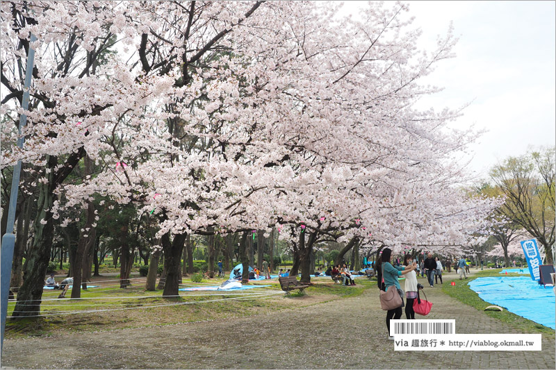 名古屋櫻花》名古屋城櫻花＋名城公園賞櫻記～好美！名古屋必去的賞櫻名所