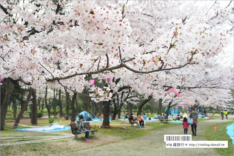 名古屋櫻花》名古屋城櫻花＋名城公園賞櫻記～好美！名古屋必去的賞櫻名所