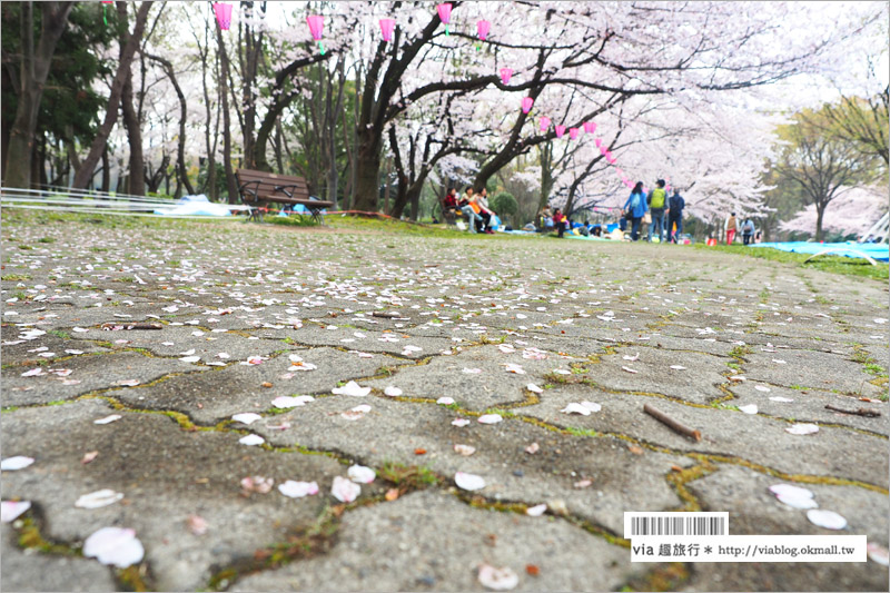 名古屋櫻花》名古屋城櫻花＋名城公園賞櫻記～好美！名古屋必去的賞櫻名所